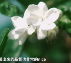 深耕18村停靠站-茉莉花